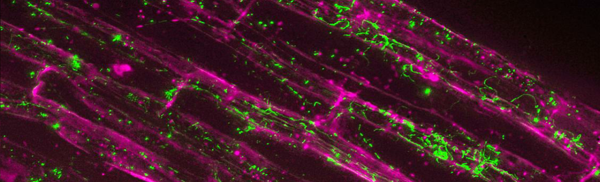 microscopy